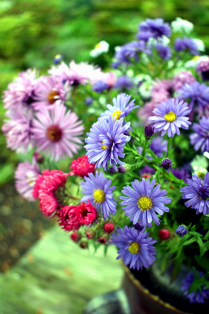 Blue, purple and pink asters