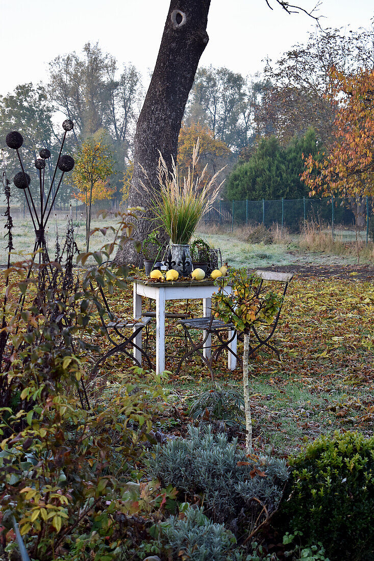 Herbstgräser im Steintopf und Quitten auf altem Tisch im Garten