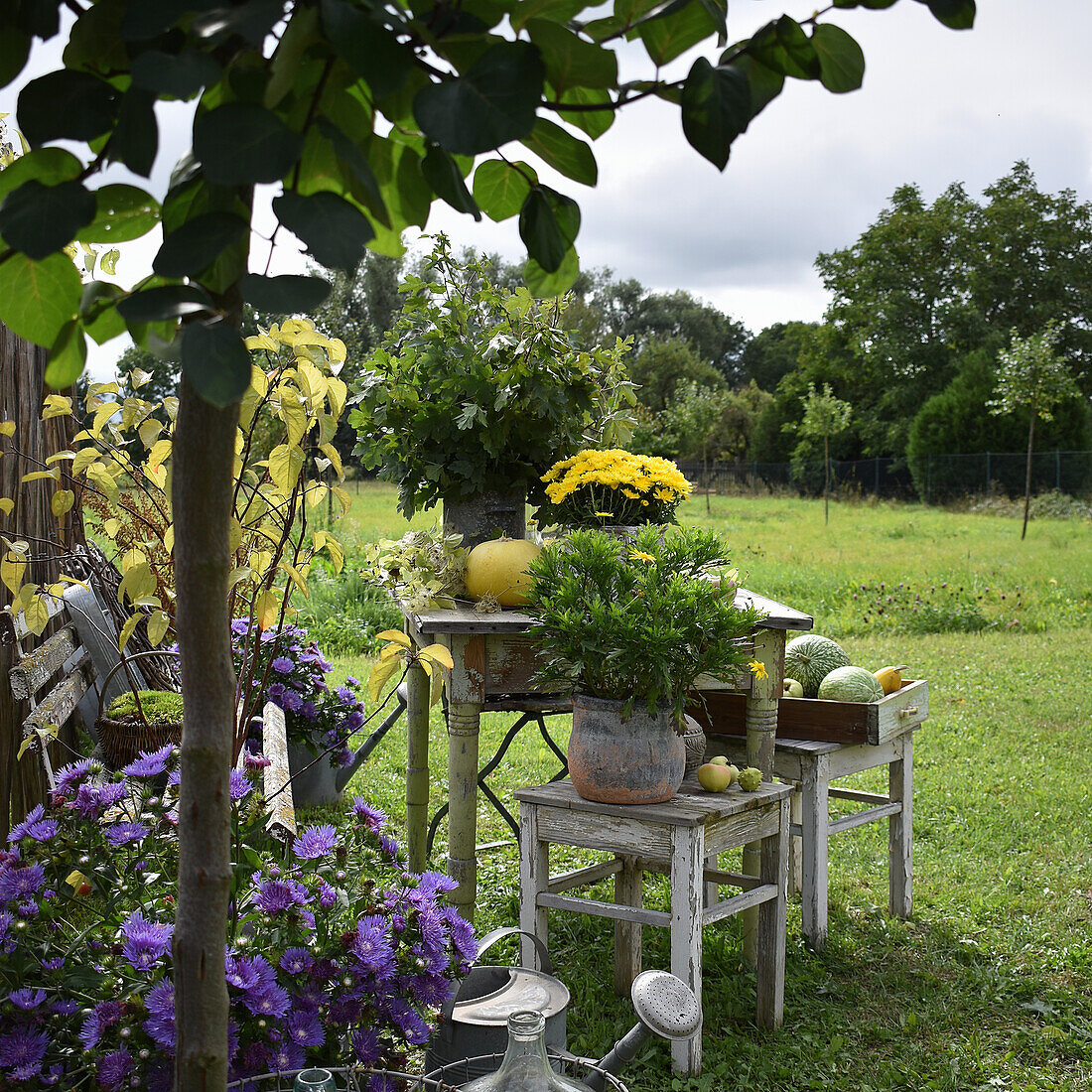Sitzplatz mit Astern, Chrysanthemen und Kürbisdeko im Garten