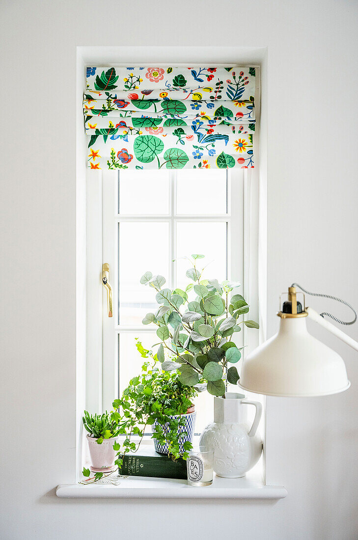 Zimmerpflanze und Eukalyptuszweige in Vase auf Fensterbank