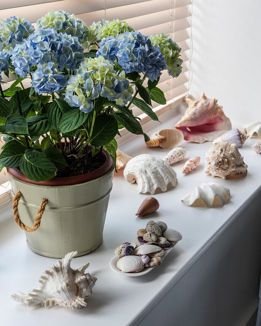 Hortensie im Topf und Muscheln auf Fensterbank