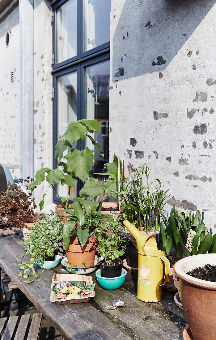 Various potted plants on wooden table in front of house wall