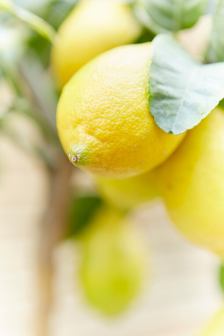 Zitronen (Citrus limon) mit Blättern an Zweig, unscharfer Hintergrund