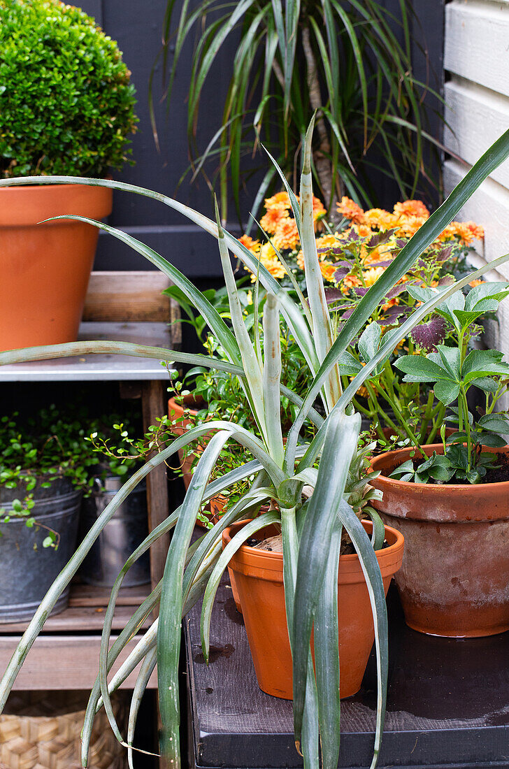 Topfpflanzen auf der Terrasse
