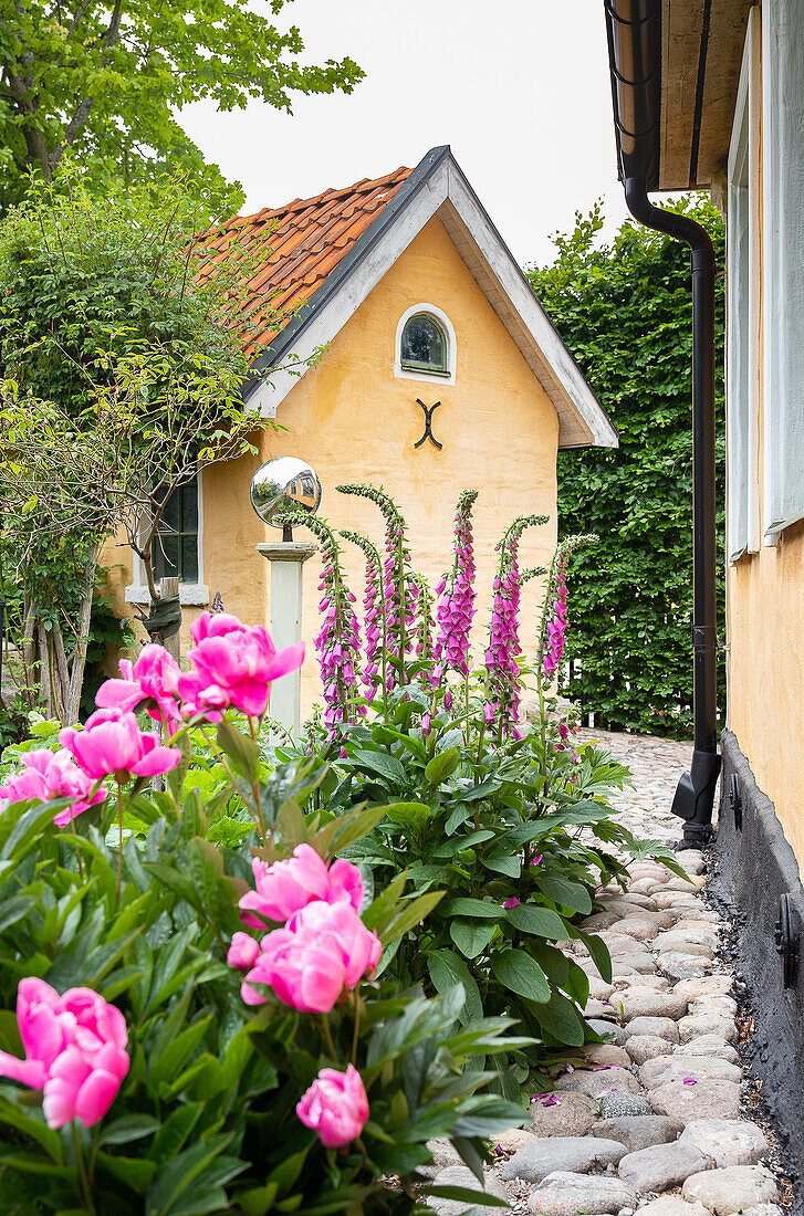 Pfingstrosen und Fingerhüte vor dem Haus