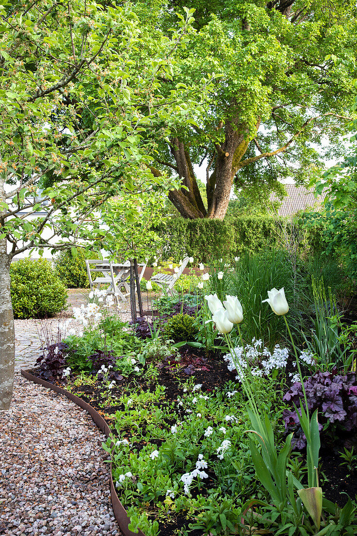 Beet mit kriechender Phlox und Tulpen im Garten