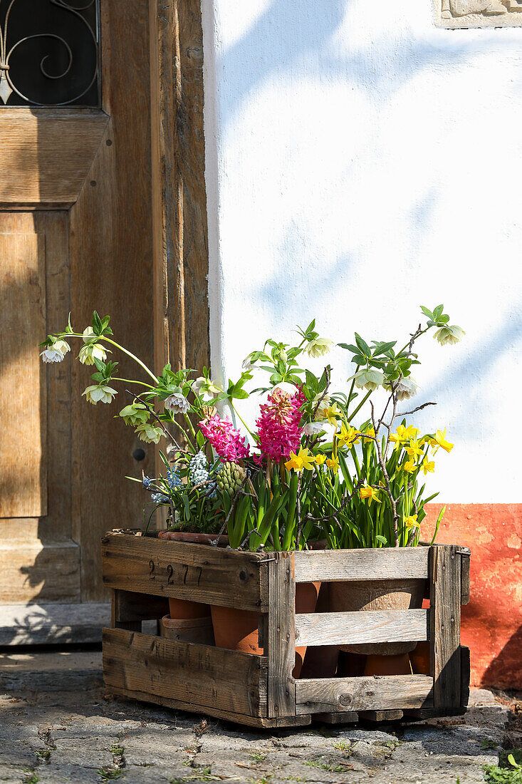 Spring flowers in wooden crate