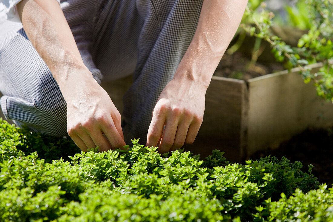 Koch sammelt Kräuter im Garten