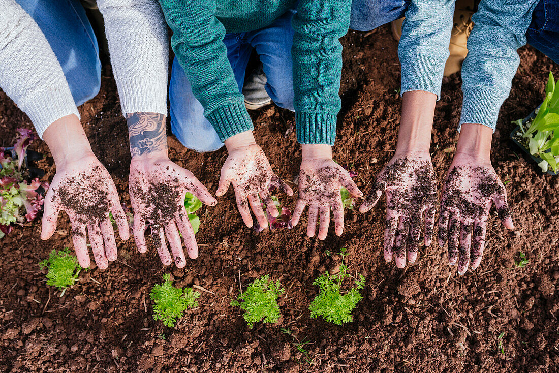 Familie pflanzt Salatsetzlinge im Gemüsegarten, zeigt Hände voller Erde