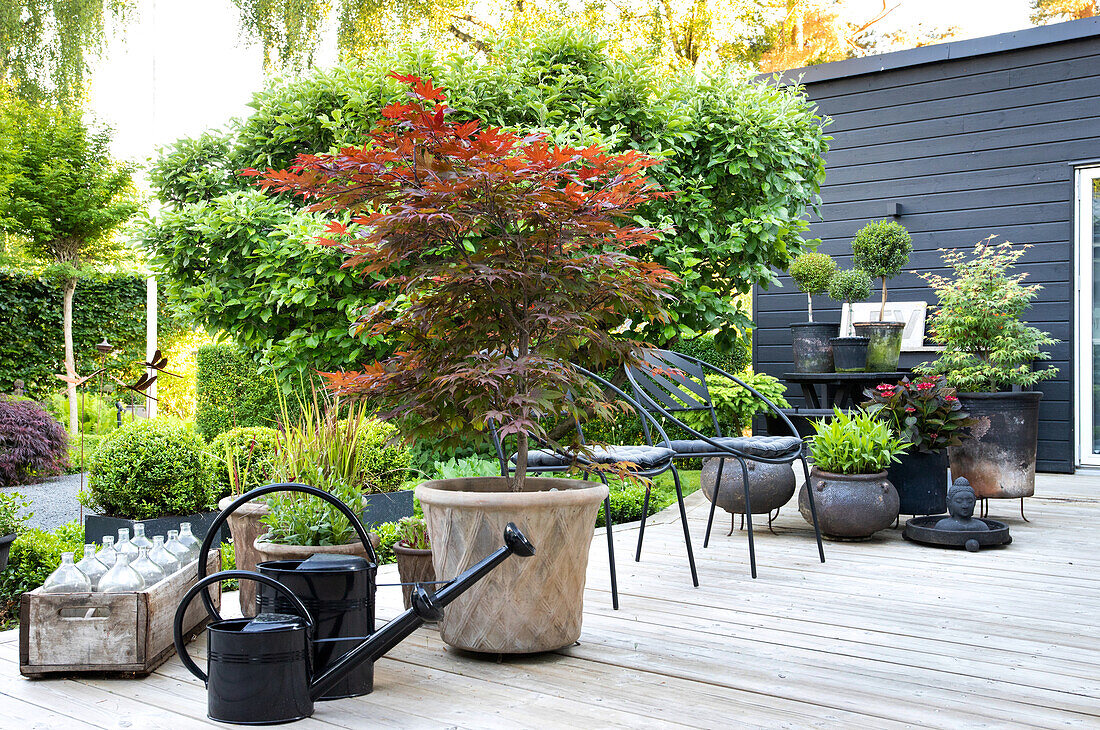 Collection of plant pots, with Japanese maple in the foreground on a large wooden terrace
