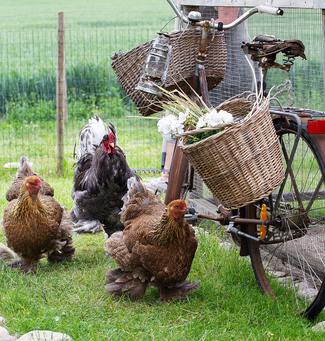 Baskets on an old bicycle and chickens