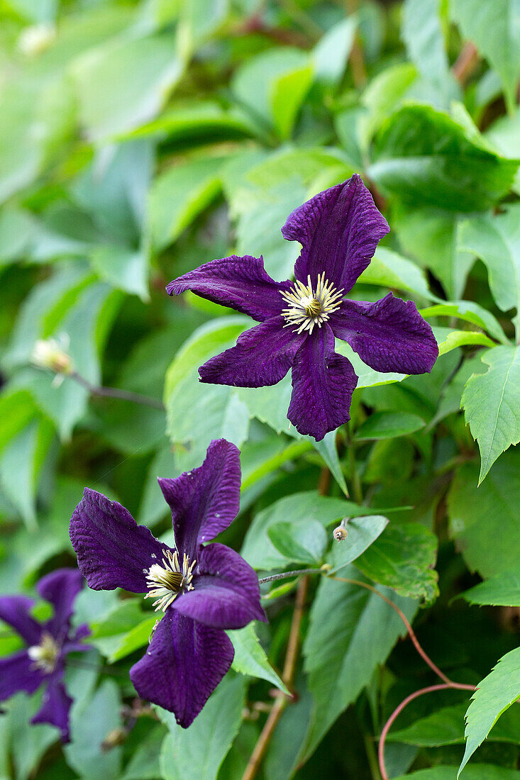 Purple flowering clematis (Clematis viticella 'Romantika')