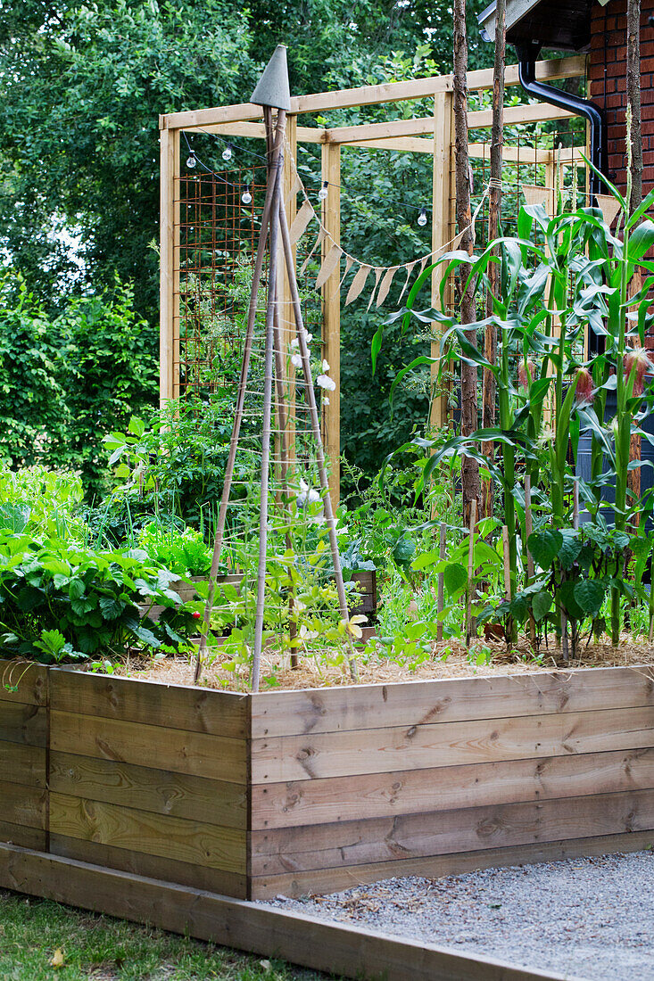 Cane wigwam for sweet peas in raised bed