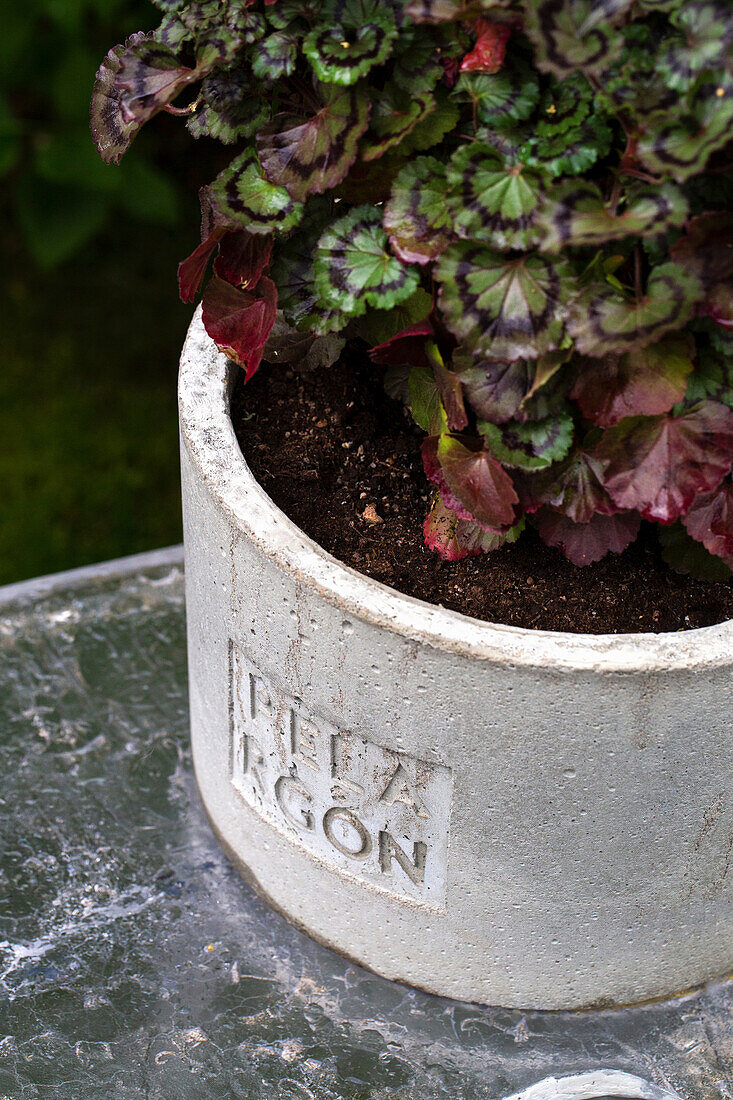 Begonia in a concrete pot