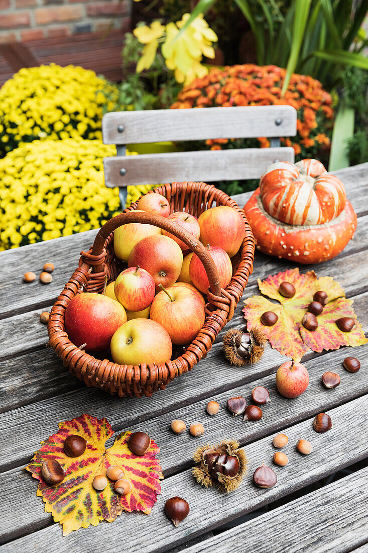 Herbsternte auf Gartentisch: Äpfel, Nüsse und Kastanien in Körben und essbarer Kürbis