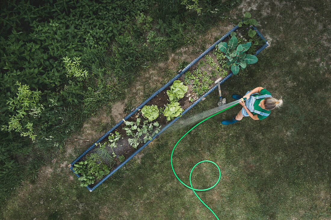 Luftaufnahme einer Frau, die Gemüse wässert, das im Hochbeet im Hof wächst