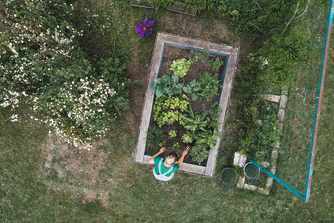 Drohnenaufnahme einer erwachsenen Frau, die Gemüse in einem Hochbeet im Hof pflanzt