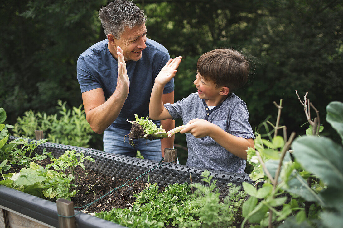 Fröhlicher Junge gibt Vater High-Five, während er Pflanze mit Kelle am Hochbeet im Garten hält