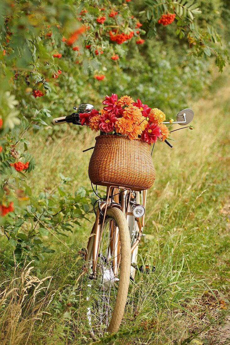Bicycle with dahlias in basket