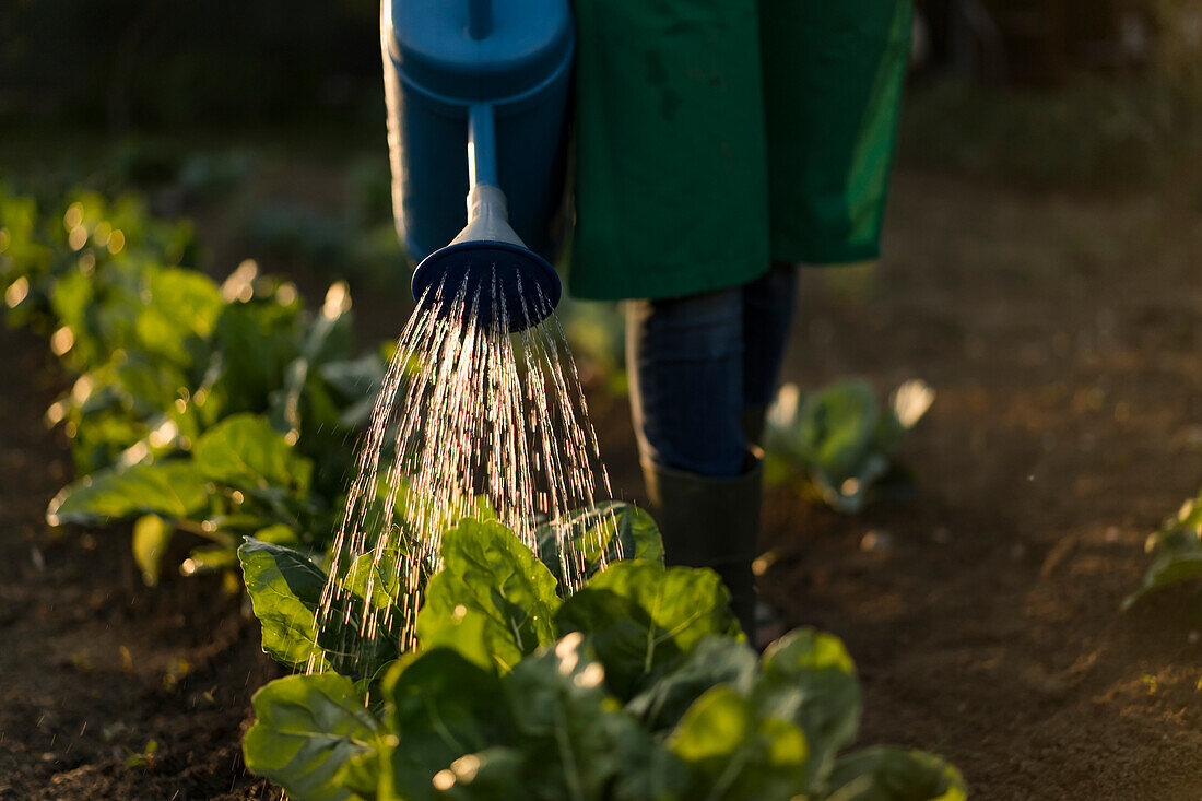 Frau gießt Pflanzen im Garten
