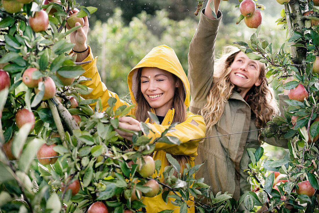 Two smiling women harvesting apples from tree in rain