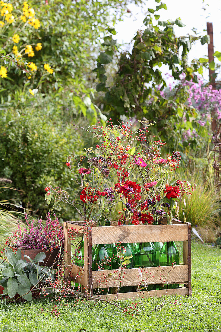 Grüne Glasflaschen mit Zinnien, Spinnenblumen, Hagebutten- und Berberitzenzweigen und Eisenkrautblüten in einer Holzkiste