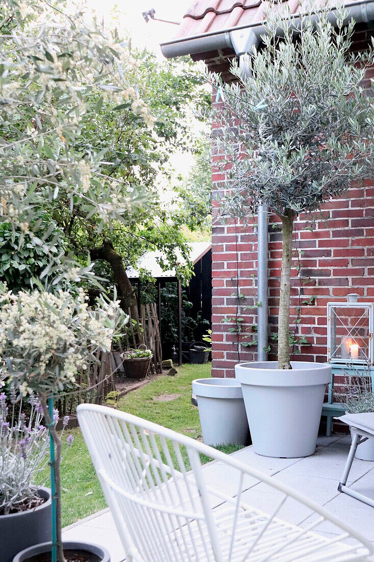 Seating area in the garden with olive tree (Olea europaea) in front of brick wall