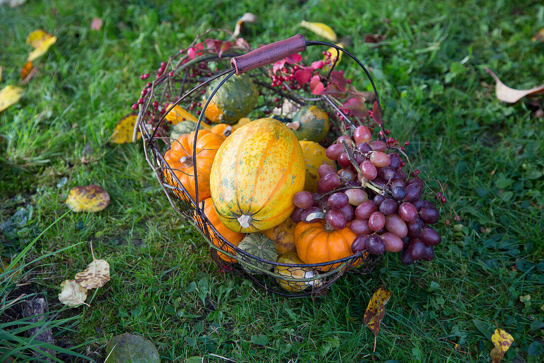 Herbstlicher Erntekorb mit Kürbissen und Trauben auf Rasen