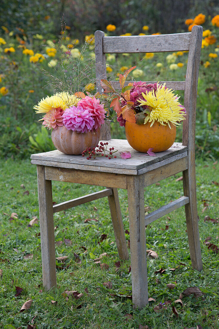 Herbstliche Blumen in ausgehöhlten Kürbissen auf altem Holzstuhl im Garten