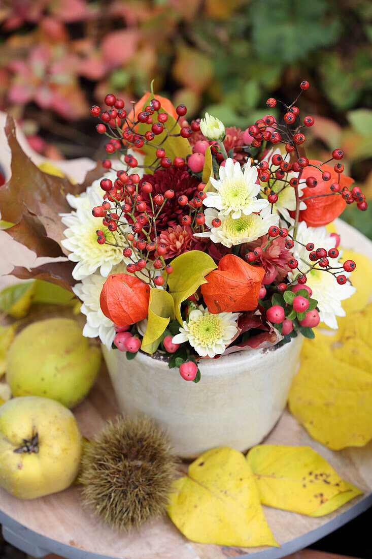 Herbstgesteck mit Lampionblumen, Chrysanthemen, Hagebutten und Hypericum, daneben Quitten