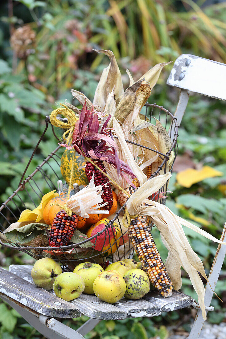 Drahtkorb mit Maiskolben, Zierkürbissen, Herbstlaub und Quitren