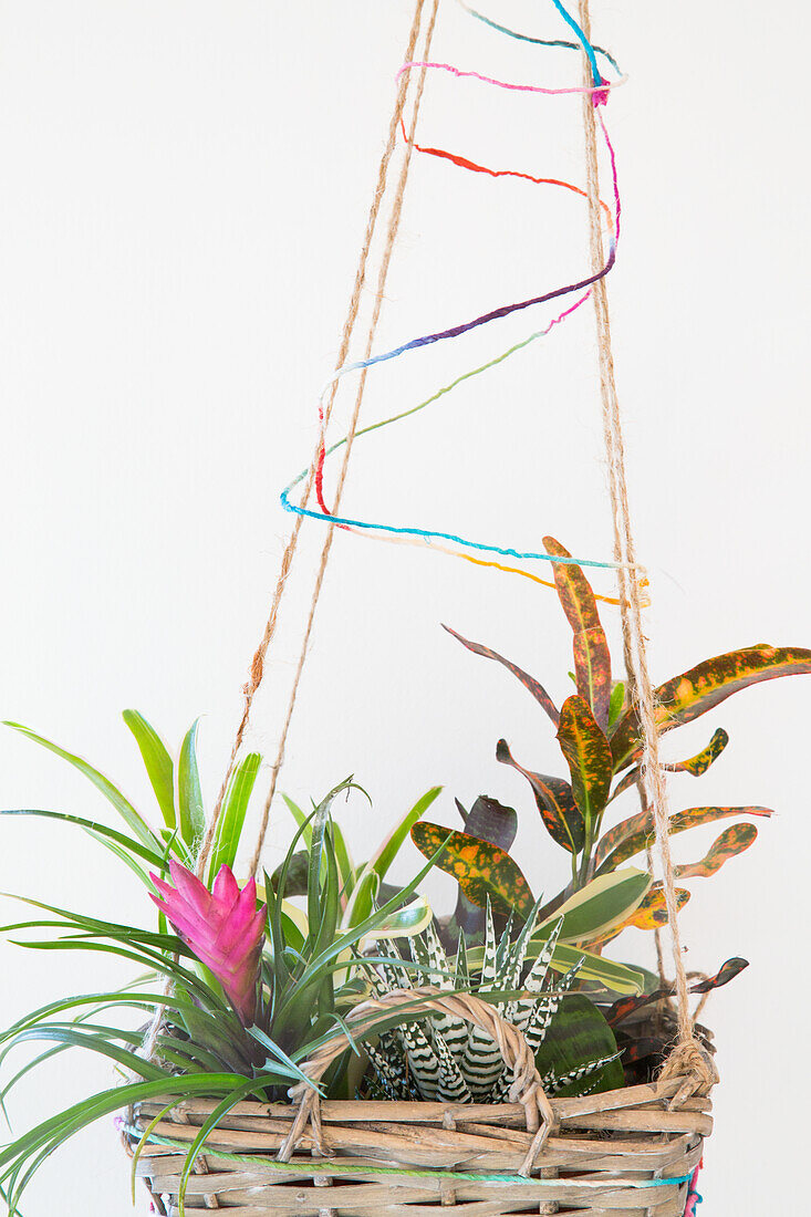 Hanging basket with various houseplants, decorated with colored cords