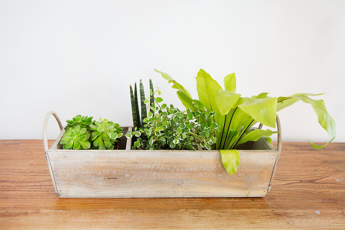 Wooden box with various houseplants on a wooden surface