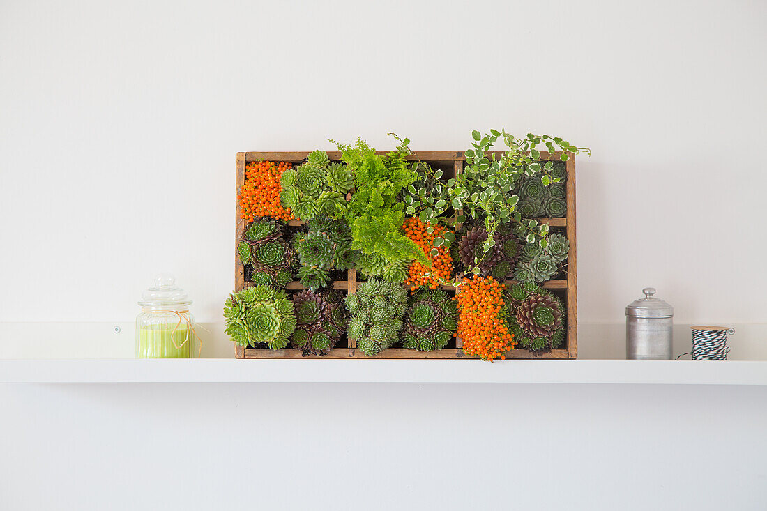Succulents and moss display in a wooden box on a white shelf