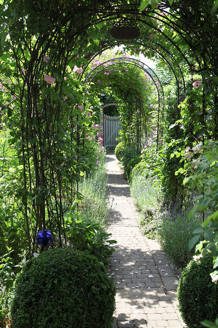 Tunnel of rose arches