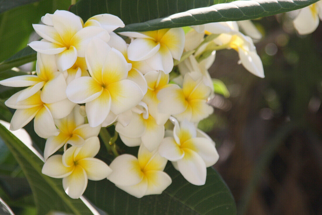 Blüten vom Tempelbaum (Frangipani)