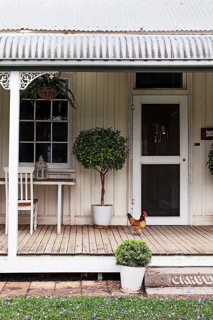 Huhn auf der Veranda mit Wellblechdach