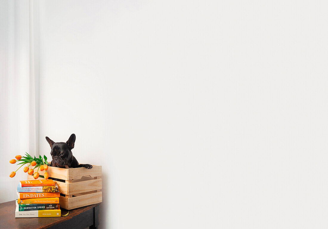 Bücherstapel und Holzkiste mit Tulpen und Hund im Zimmer
