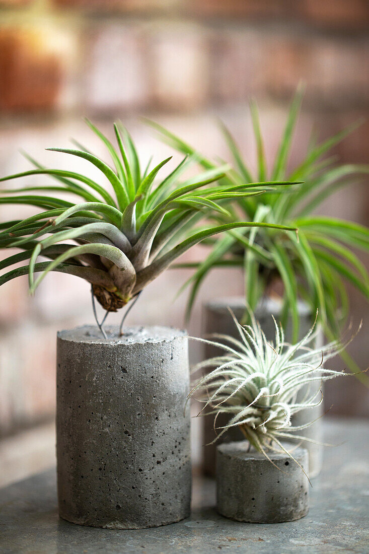 Tillandsien (Tillandsia) aufgesteckt auf einen Zylinder aus Beton