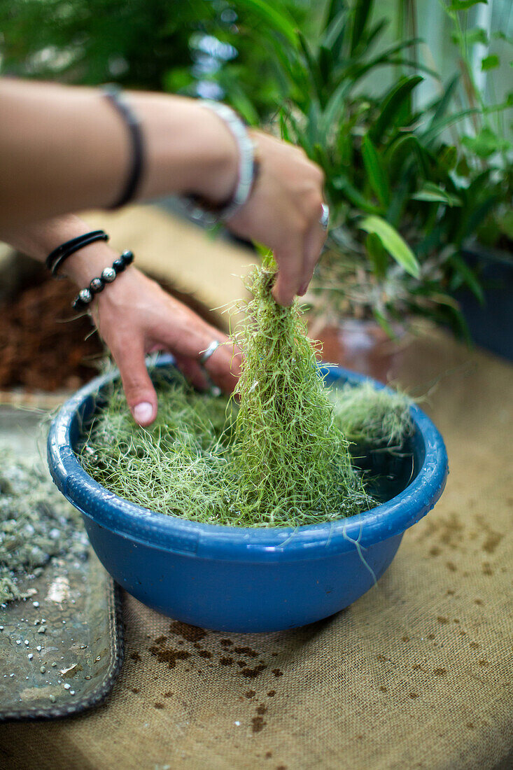 Watering Spanish moss in a blue plastic bowl