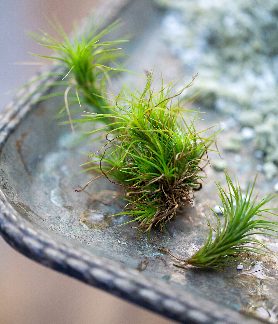 Grüne Tillandsien (Tillandsia) auf einem Metalltablett