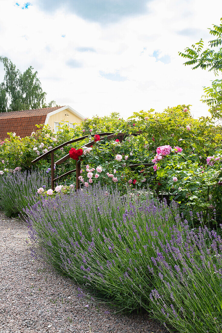 Blühende Rosen (Rosa) und Lavendel (Lavandula) säumen einen Kiesweg und eine Holzbrücke