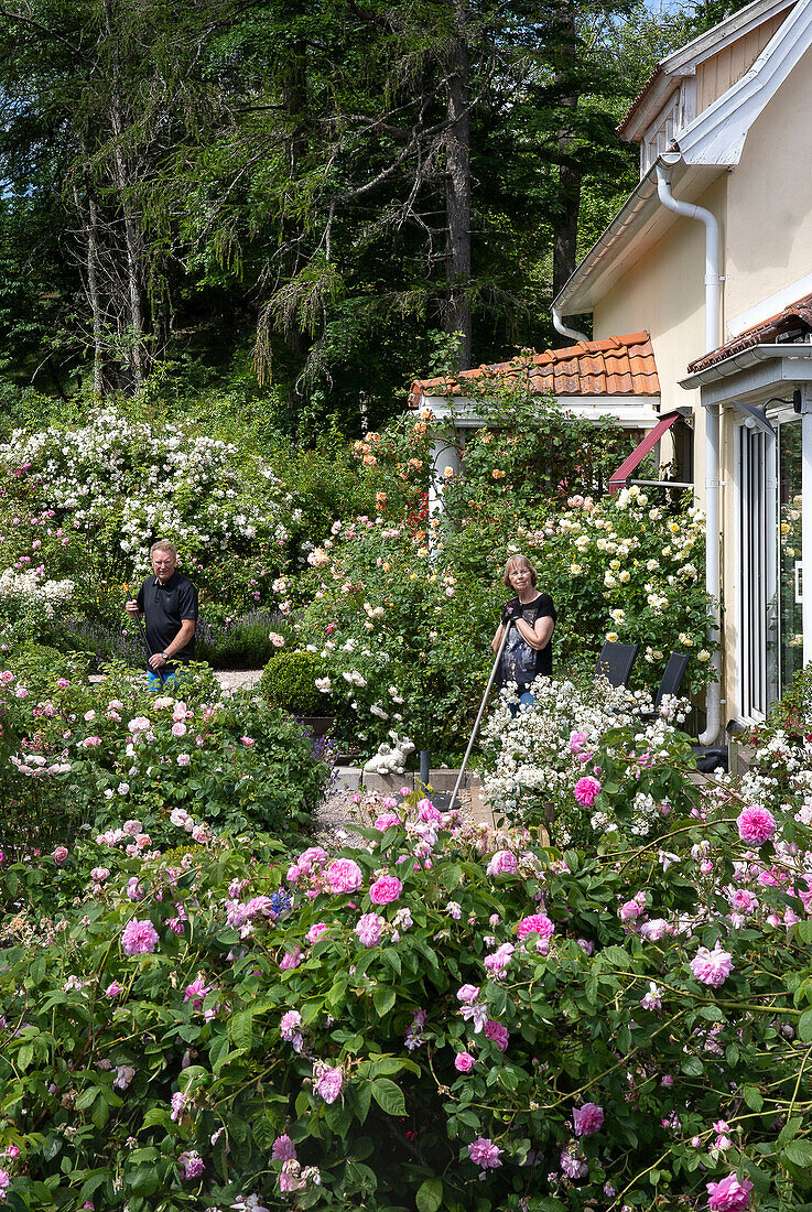 Two people working in the garden surrounded by flowering rose bushes