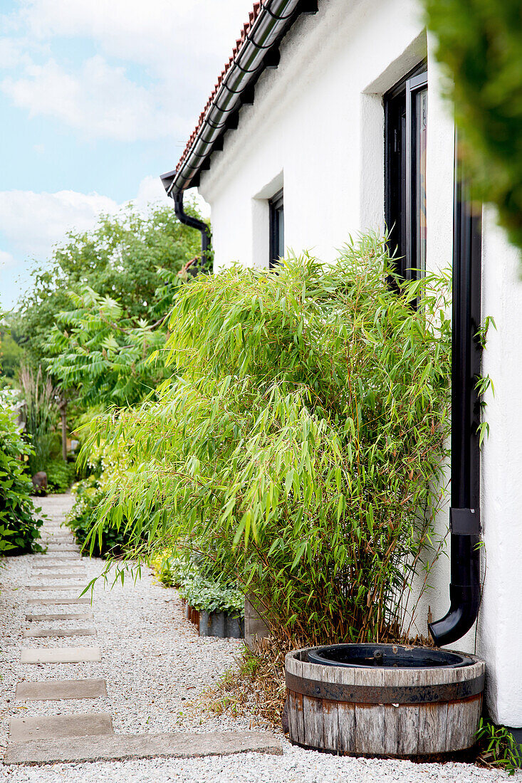 Gravel and flagstone garden path along side of house with bamboo plant and downpipe
