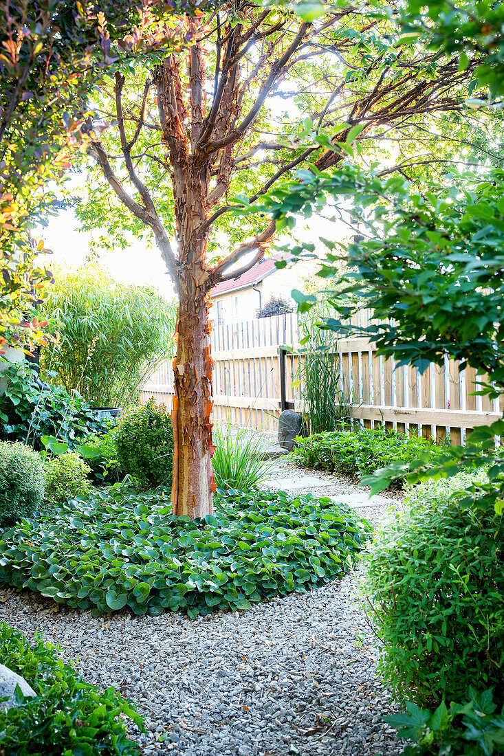 Tree surrounded by circular bed of groundcover plants in garden
