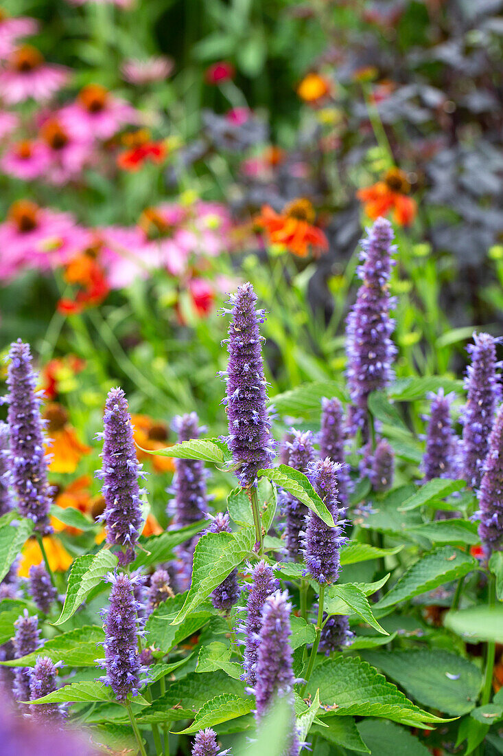 Anisduftende Duftnessel (Agastache 'Blue Fortune') im Sommergarten