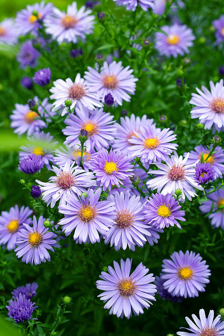 Lila Herbstastern (Aster amellus) im Garten