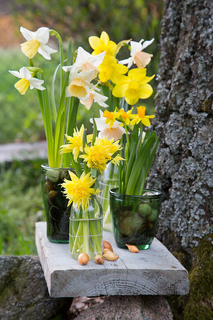 Daffodils in glass vases on a wooden board in the garden