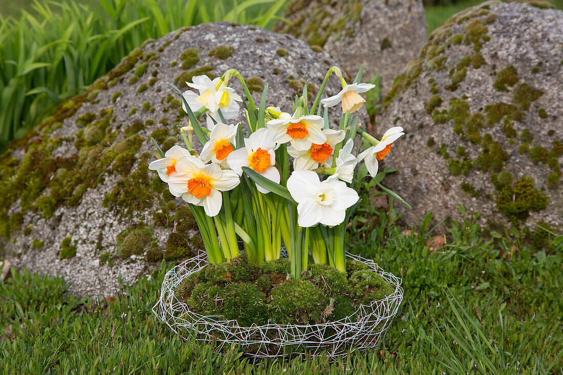 Daffodils in wire basket with moss decoration
