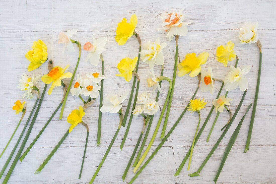 Osterglocken (Narcissus) unterschiedlicher Sorten auf Holzuntergrund, Freisteller